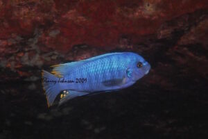 Labeotropheus fuelleborni 'Luwala Reef'